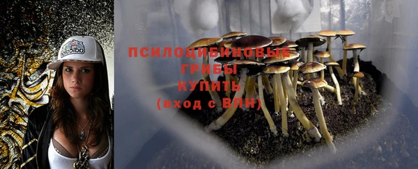 прущие грибы Арсеньев